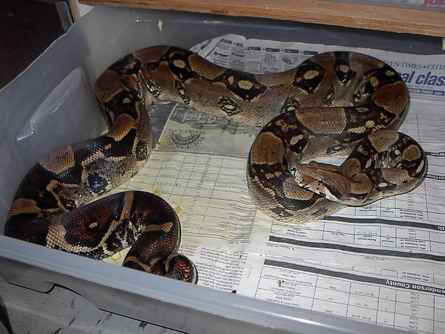 Adult Male Columbian Boa