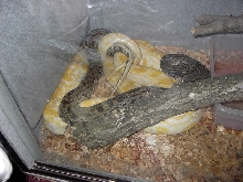 Burmese Breeding