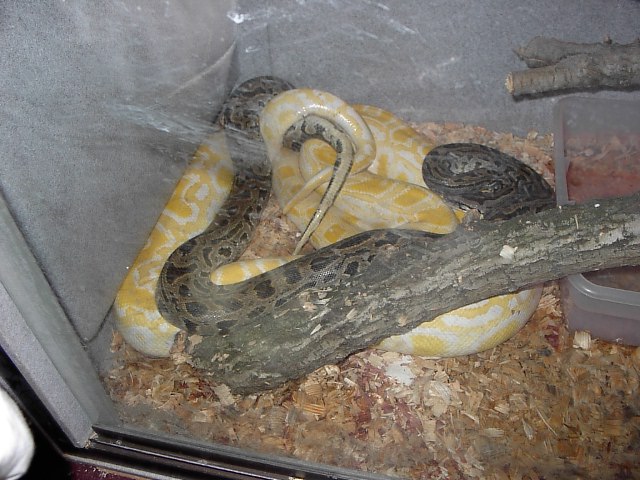 Burmese Breeding