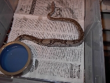 male Suriname striped