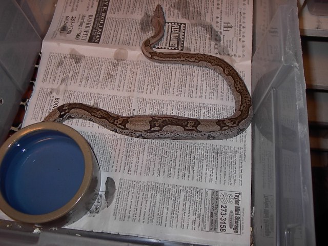 male Suriname striped