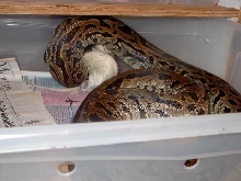 Adult Labyrinth Burmese Python, Proven