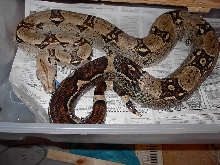 Striped Columbian Female