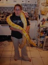 Adult Female Albino Burmese Python