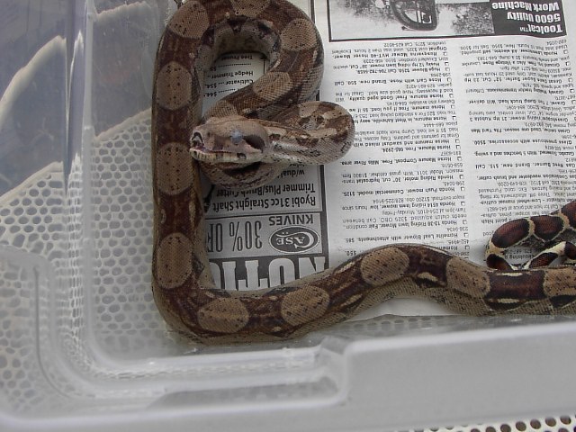 Yearling Circleback male