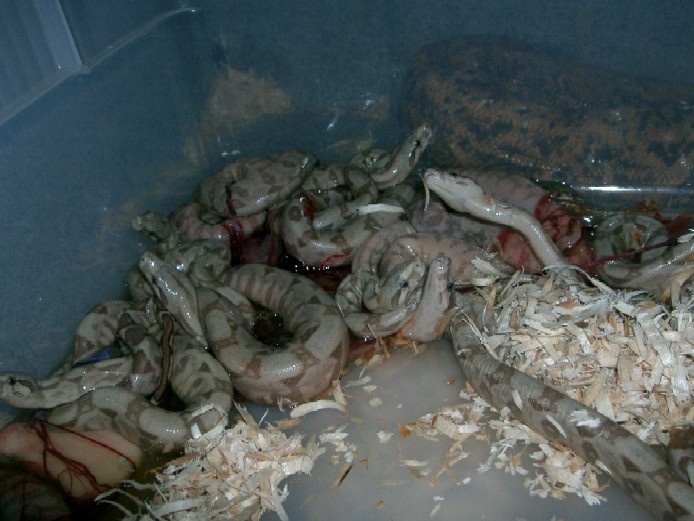 Baby hog island boas 06