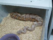 Female Hog Island