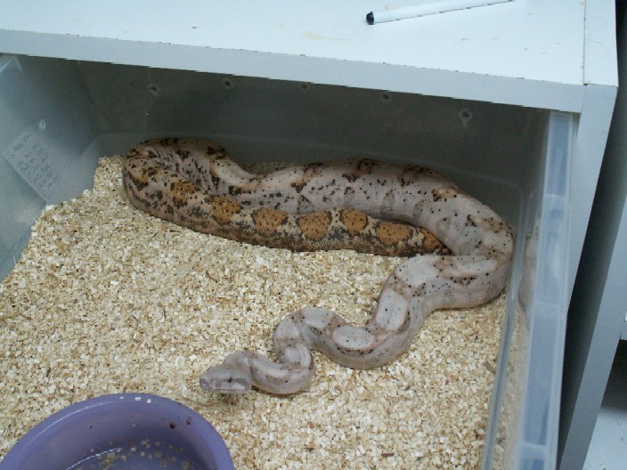 Female Hog Island
