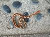 Vertebralis 2