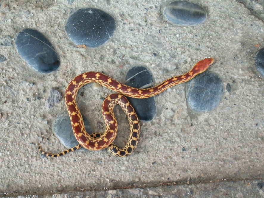 Vertebralis 2