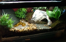 10 gallon