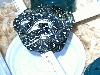 J Moore Diamond X 03 female