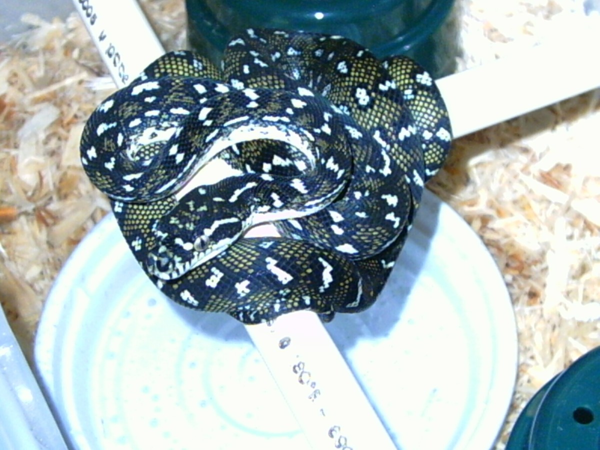 J Moore Diamond X 03 female