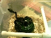 J Moore Diamond X 04 female