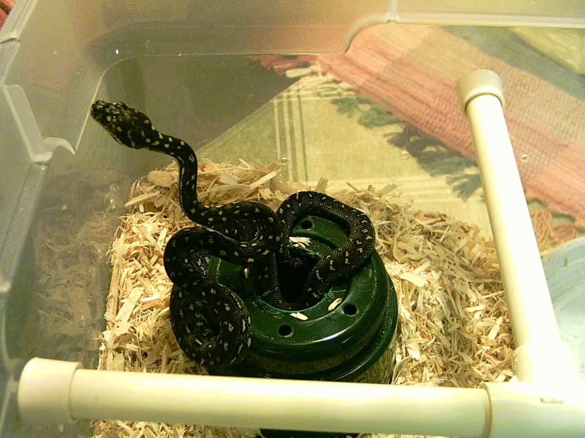 J Moore Diamond X 04 female