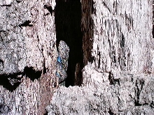 Georgia Visitor