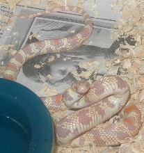 Neo-Albino Jungle corn