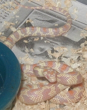Albino Jungle Male