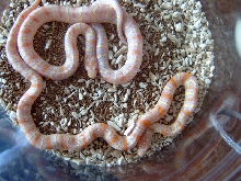 Albino Jungle Corns!