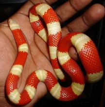 `03 Albino Nelsoni Female