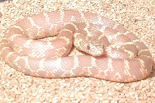 Lavender Albino (het. Anery)