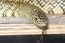 Hi-Yellow Brooksi