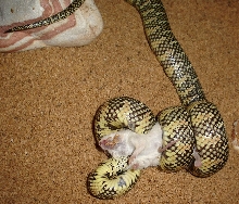 "Green" brooksi female.