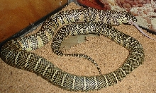 SameSnake... diff. shot.
