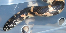 First Hatchling: Goini X Lavender Brooksi