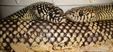 Goini Love!