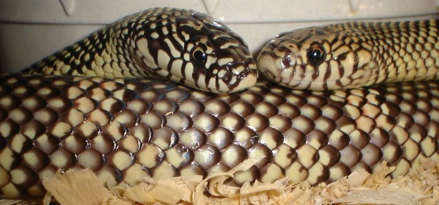 Goini Love!