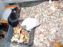 Breeder Females