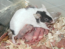 Mom Feed Me!