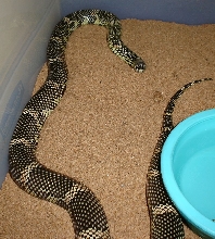 Goini Female