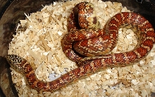 Hypo female Body Pic.