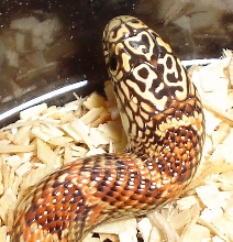 Head Shot.. Hypo Female