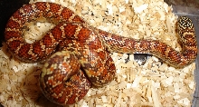 body shot : hypo female