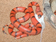 Hypo Female Feeding pic