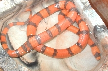 Hypo Male In Water bowl