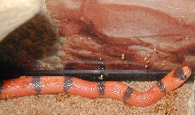Hypo Male