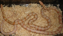 Jungle Pair 12-30-04