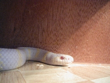 Marshmallow