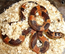 Orange Goini: body shot 1