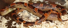 Blaze Phase: Side View