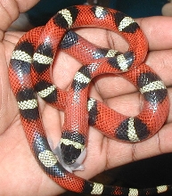 Het. Female