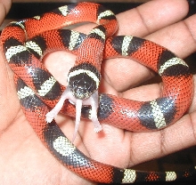 Het. Nelson's Feeding Pic