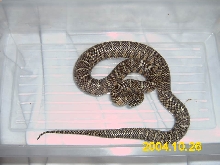 Brooksi Female 2X het Hybino