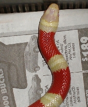 Albino Nelson's Female HeadShot.