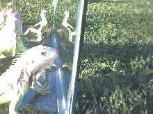 Iguanas