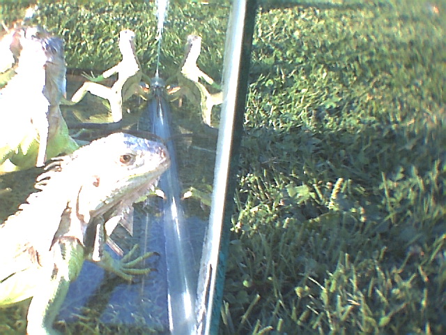 Iguanas